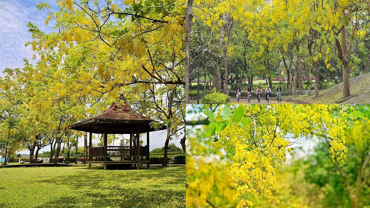 初夏限定「黃金雨」美呆！台南虎頭埤阿勃勒花季登場，打卡點、交通懶人包