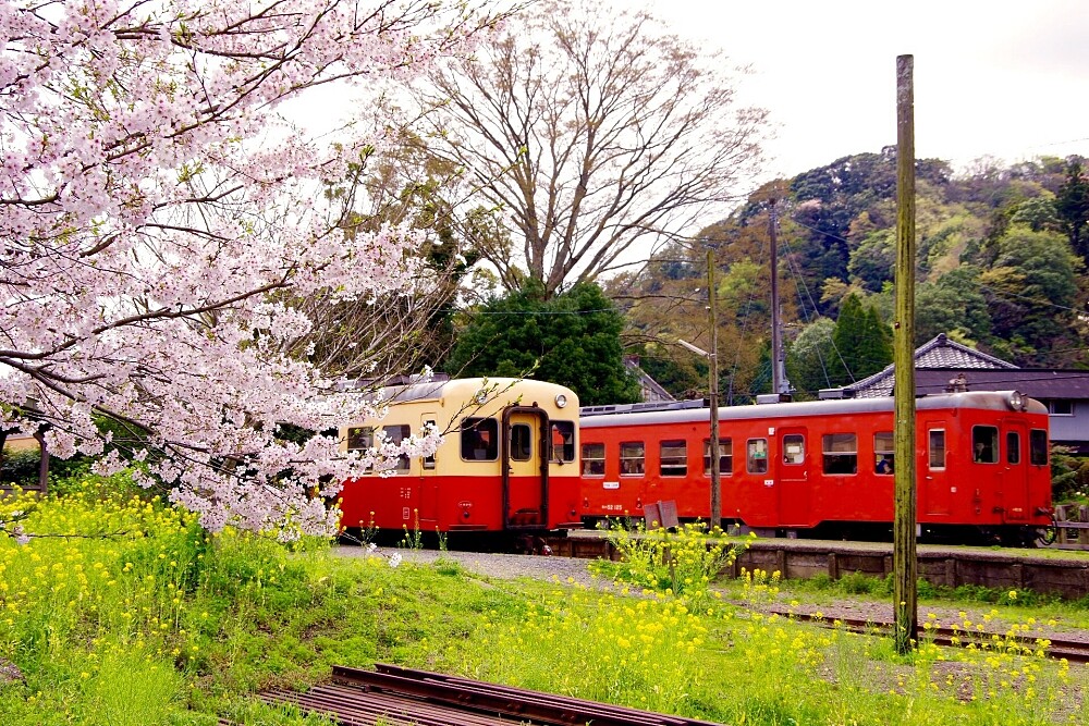 圖片來自フォト蔵kazutan3@YCC。