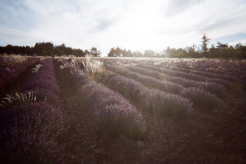 L&rsquo;OCCITANE歐舒丹南法普羅旺斯薰衣草花田情境圖。