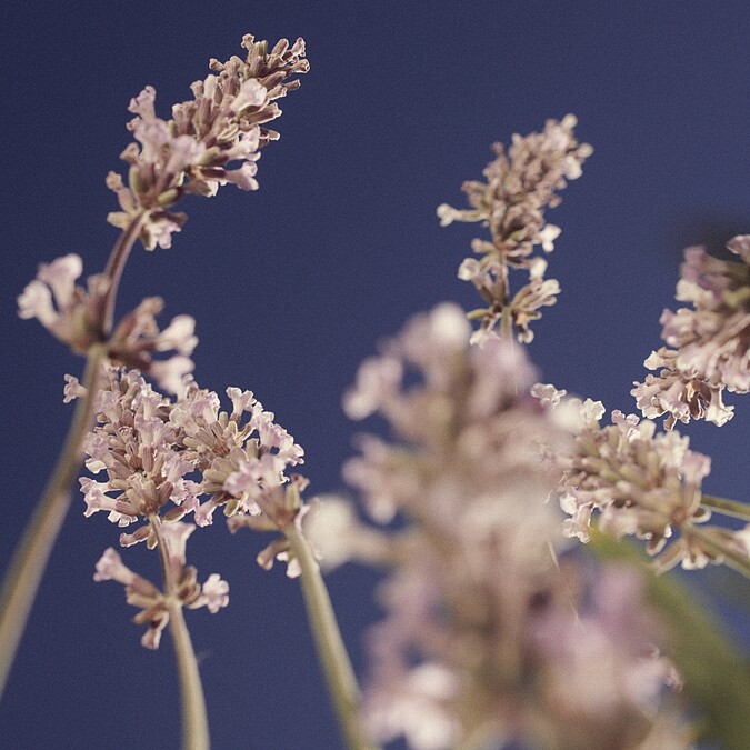 L'OCCITANE歐舒丹白薰衣草。