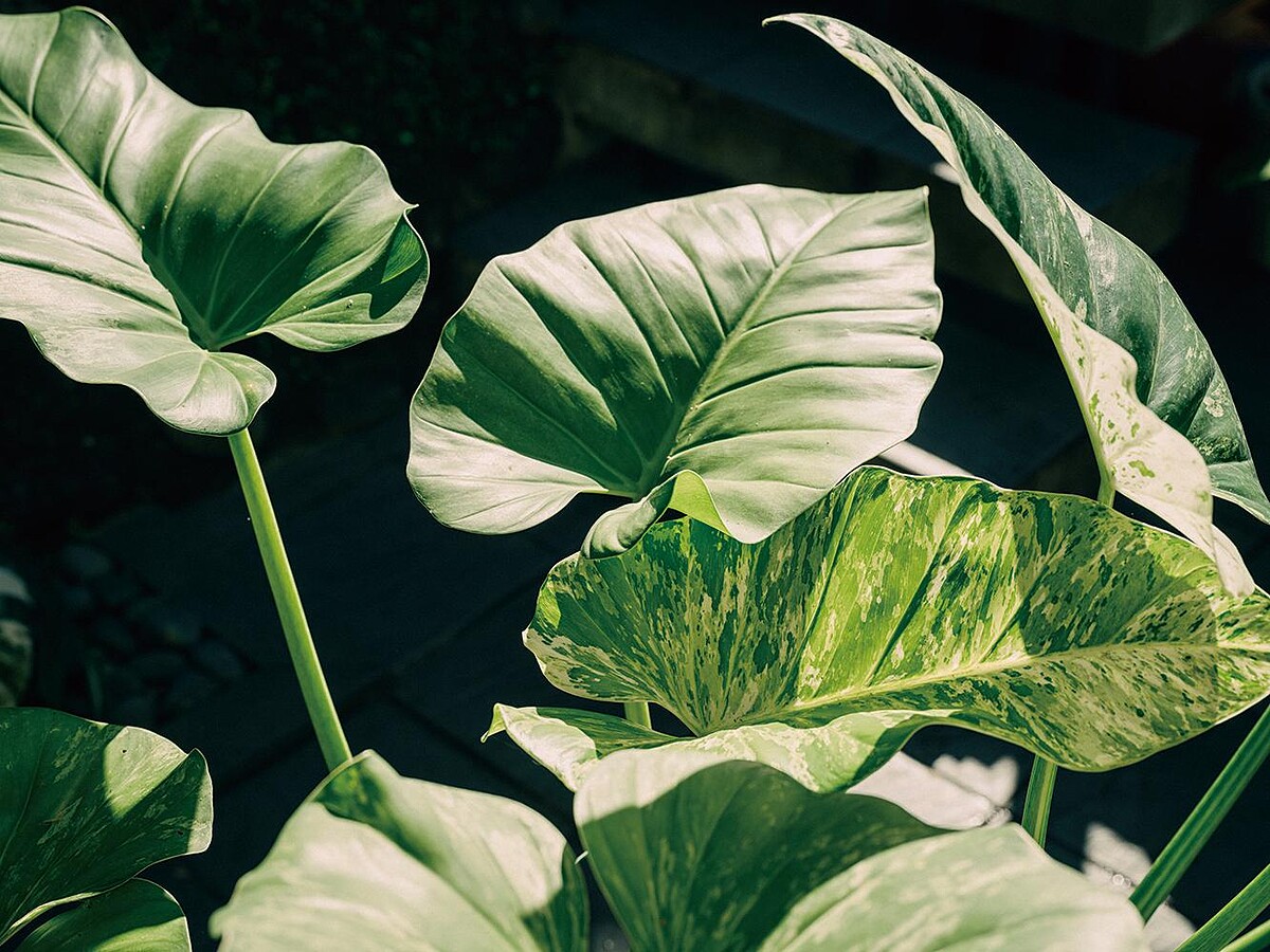 大理石蔓綠絨。