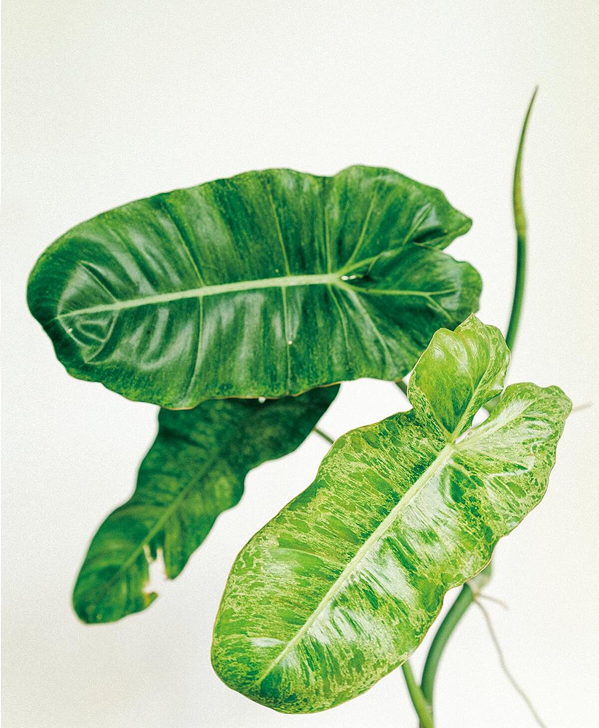 綠天堂蔓綠絨。