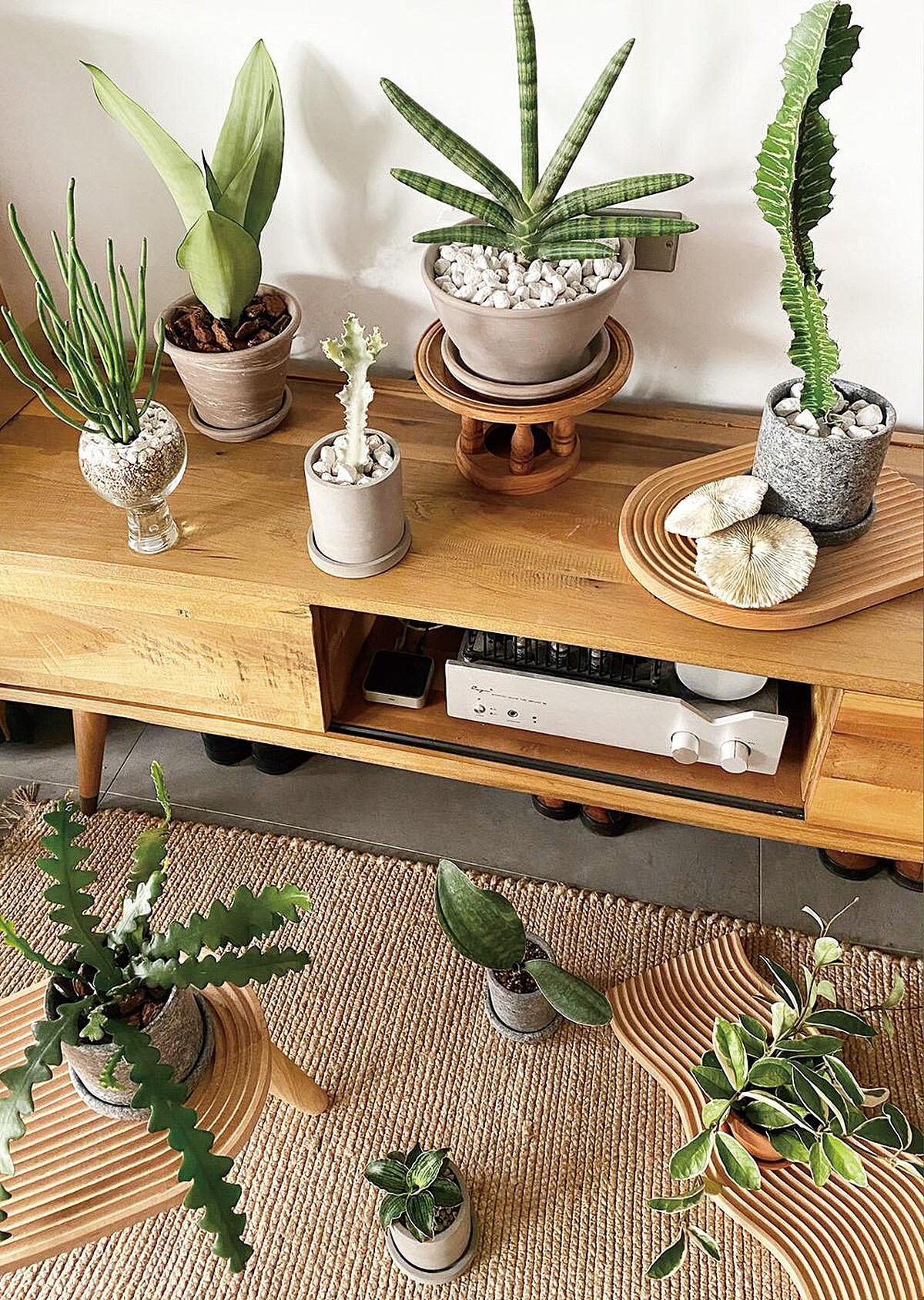 夏季可選用多肉植物來妝點室內。