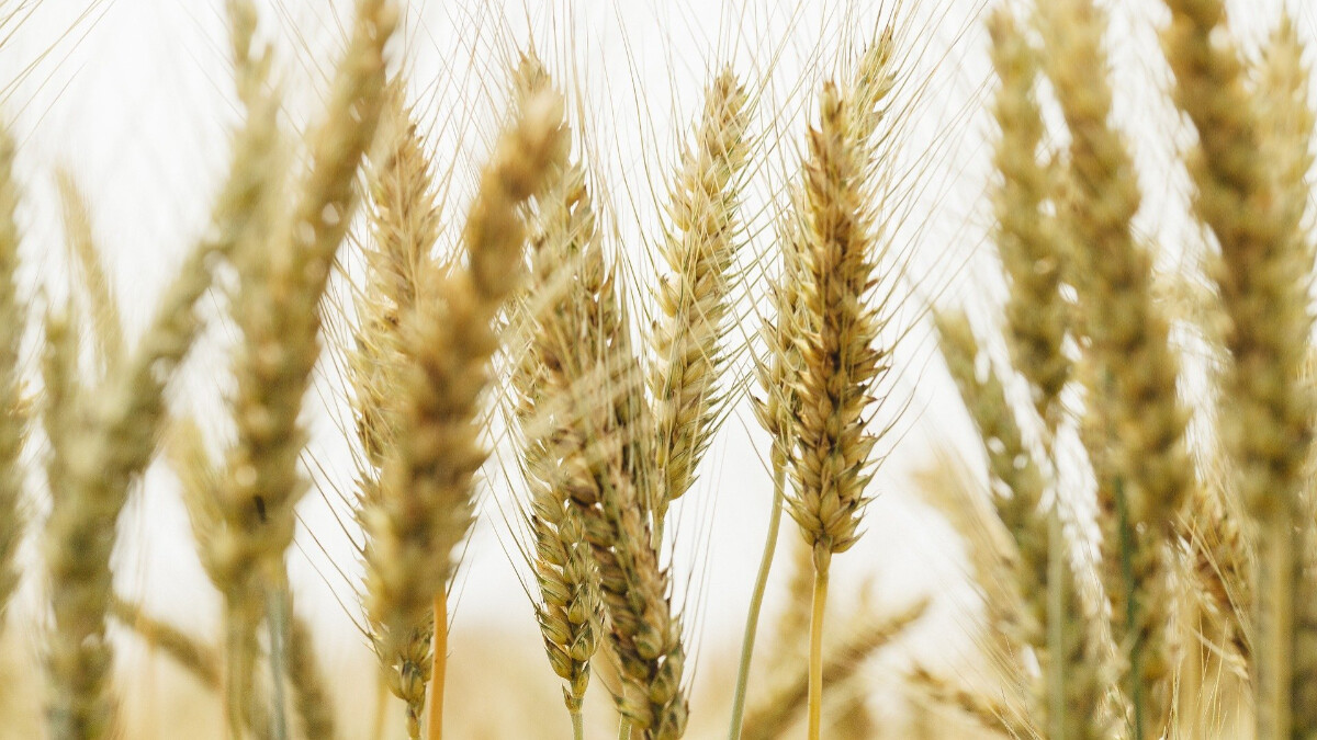 2023芒種到！忌冰吃太多、剃頭髮、行房 犯這5禁忌恐傷身