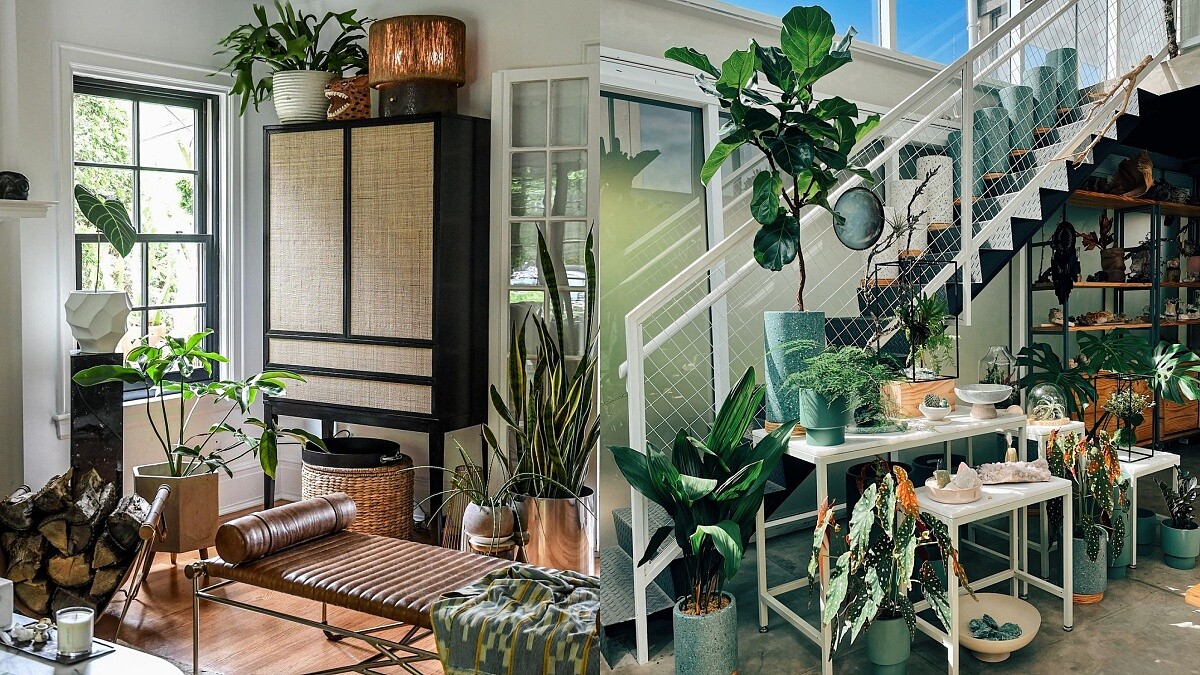 輕鬆成為綠手指！觀葉育種玩家「植子」詹淯松教你用觀葉植物升級居家環境 