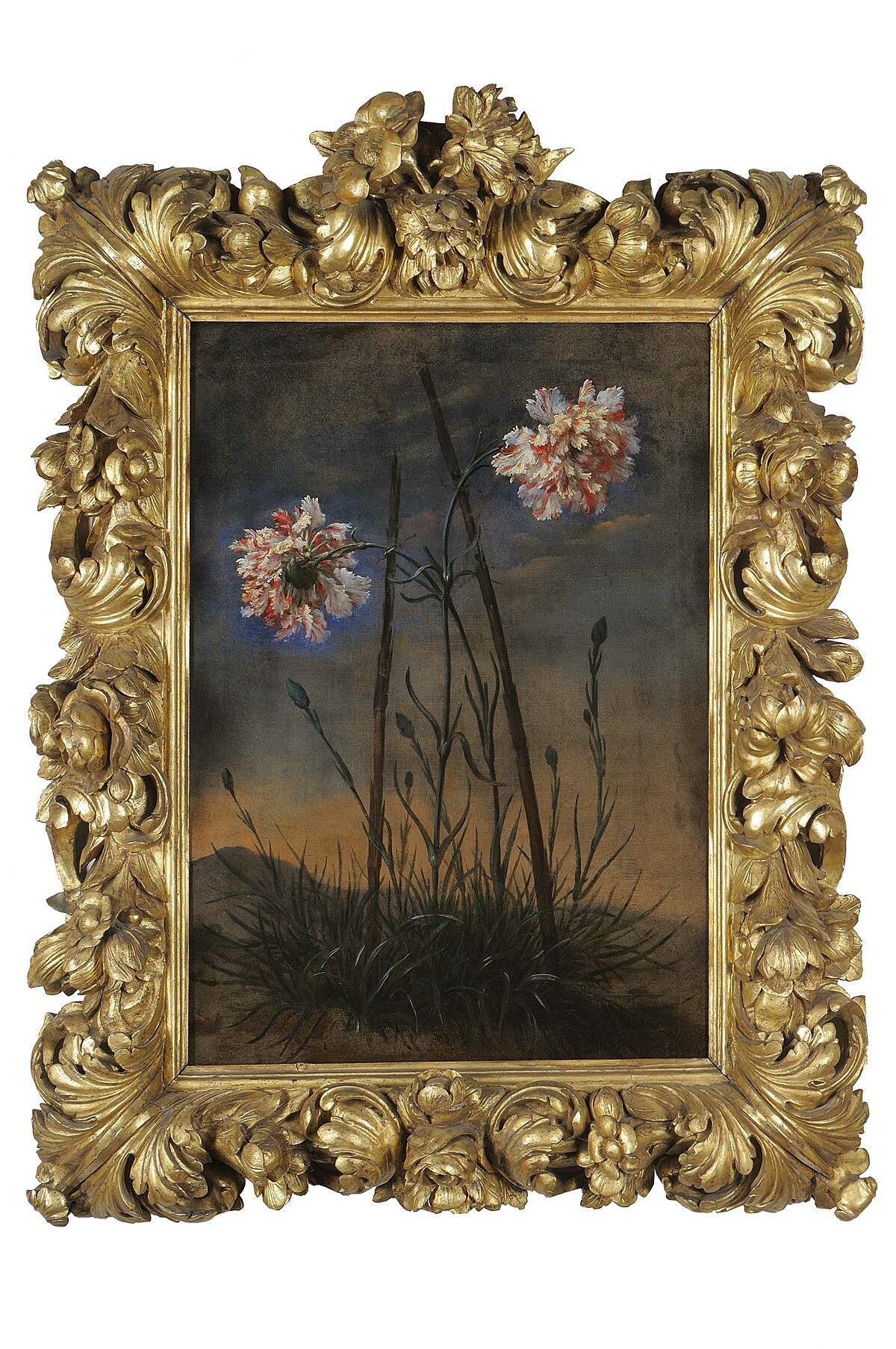 Bartolomeo Bimbi，Garofani giganti - 1699_兩朵康乃馨放置於由 Vittorio Crosten所製畫框