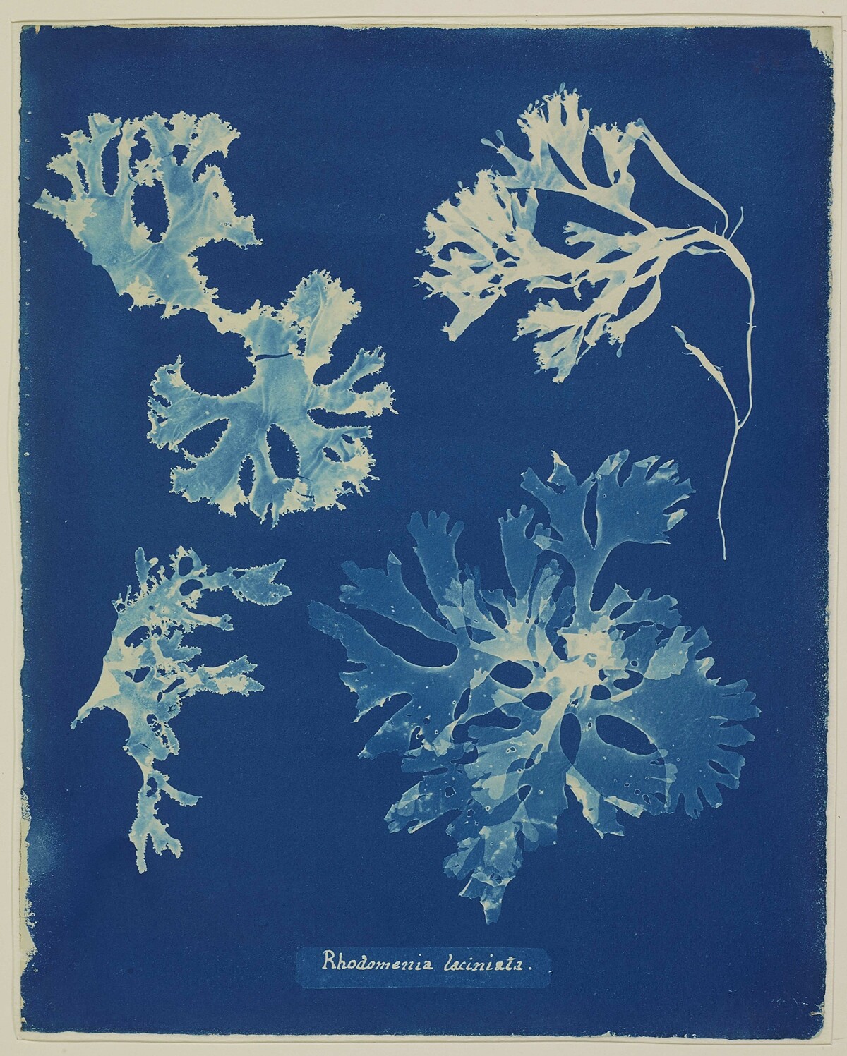 Anna Atkins，1841-1853，英國墨角藻