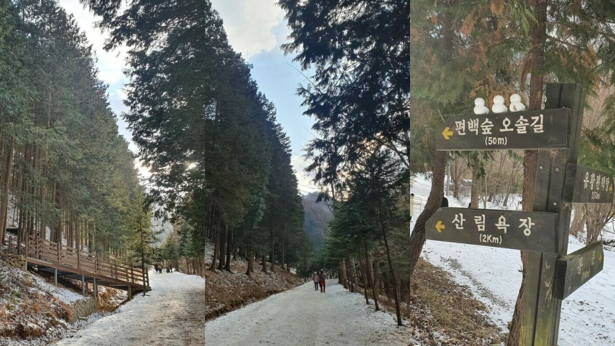 圖片來源/IG_@passion._.tree