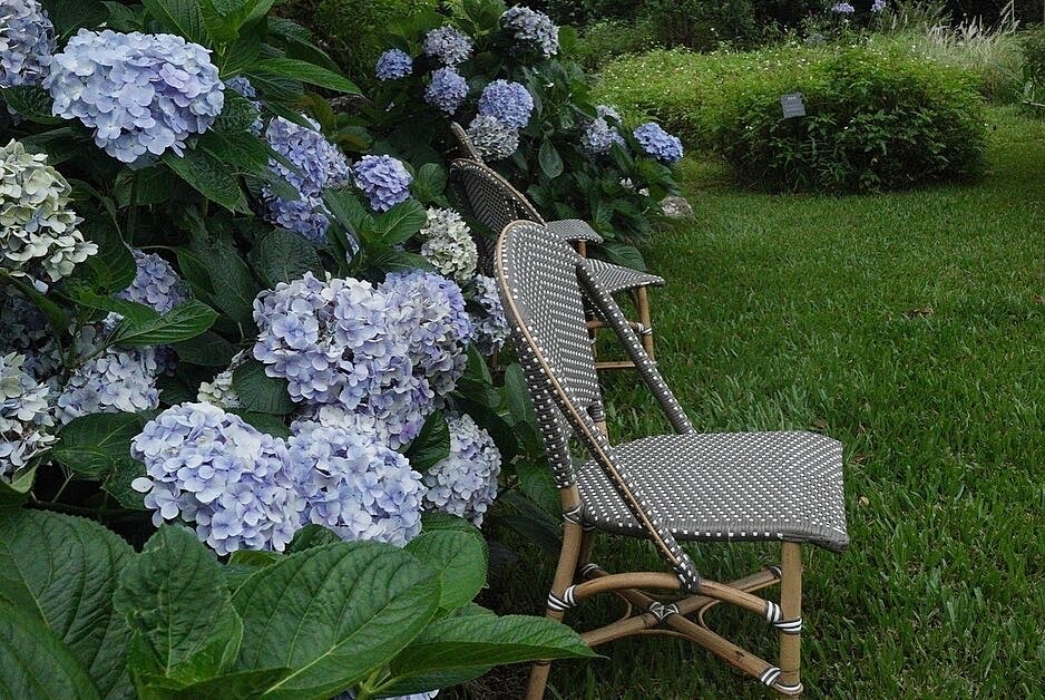 繡球花選在盛開的季節舉辦了一連三天的「夏季游牧Party」。