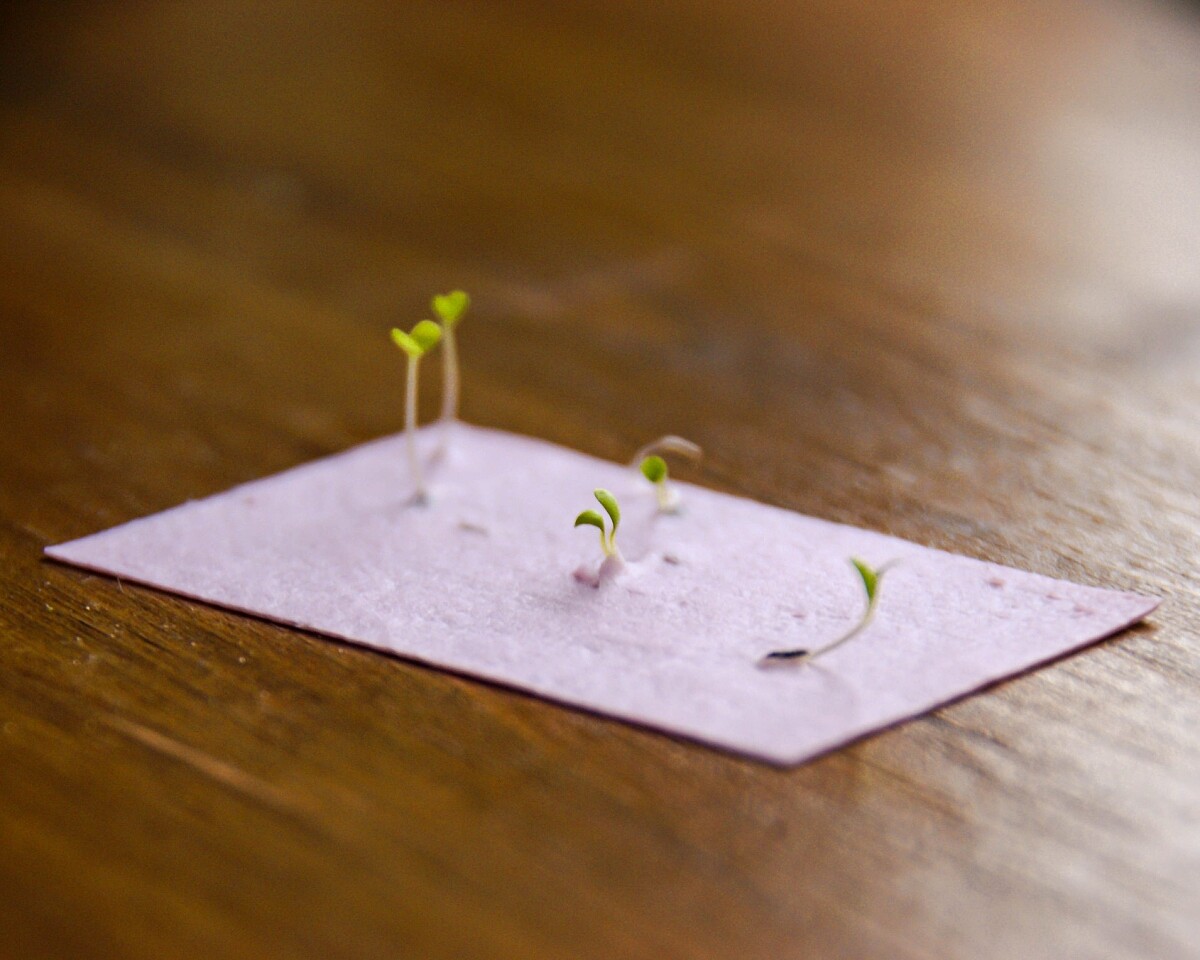 使用再生紙與植物花草種籽製成的明信片。