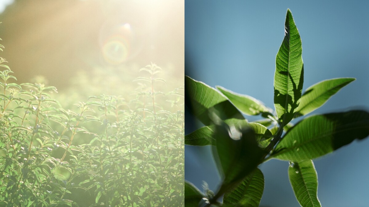 L&rsquo;OCCITANE 馬鞭草限量香氛系列有機馬鞭草。