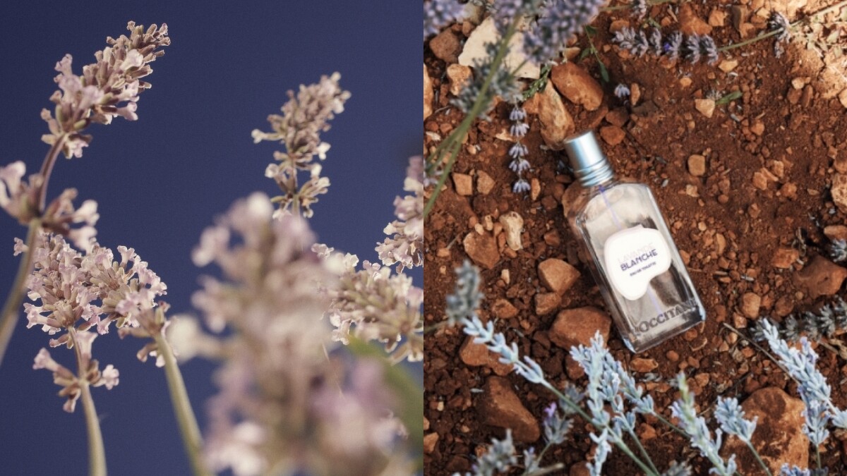 白薰衣草與L'OCCITANE歐舒丹白薰衣草淡香水50ml，NT2,100