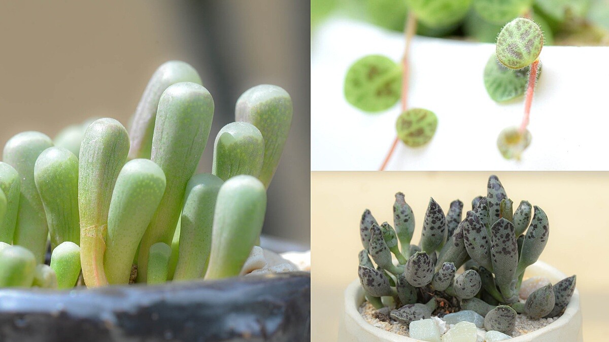 綠手指新歡到！3款「海洋系多肉植物」推薦，海龜、海豹外型超可愛，助你視覺降溫