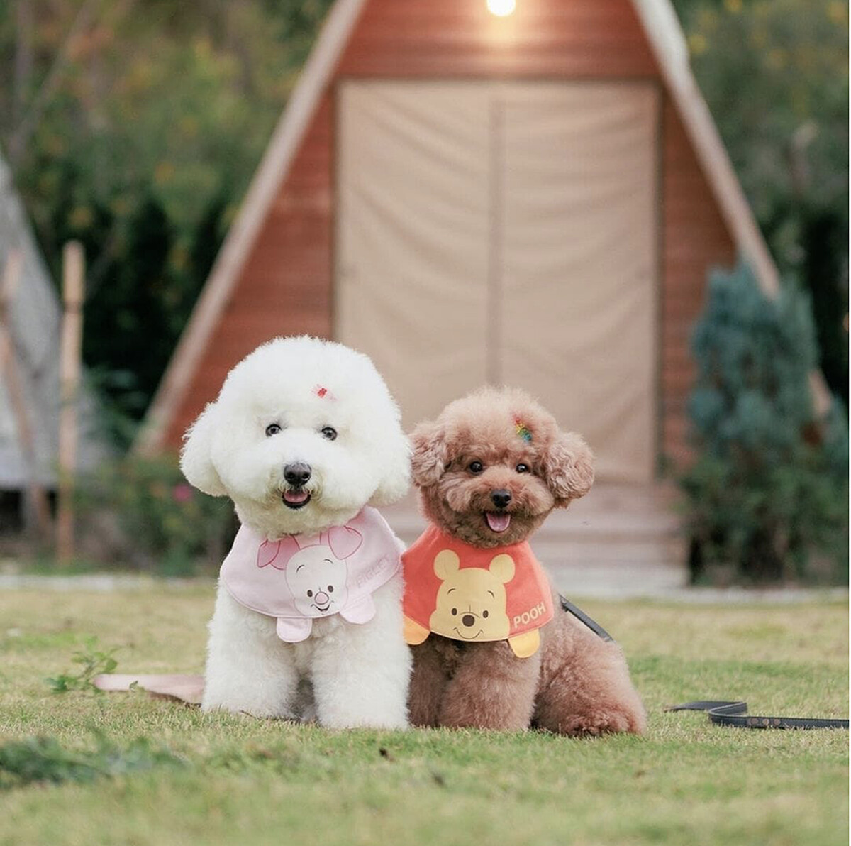 圖／IG@fiffy_belle_