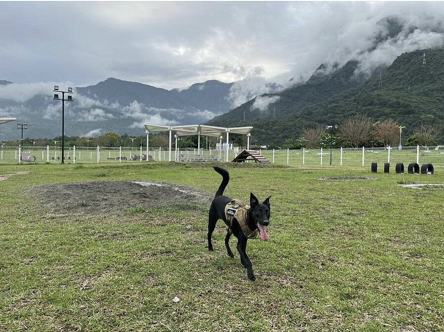 圖／IG@uaena_puppy