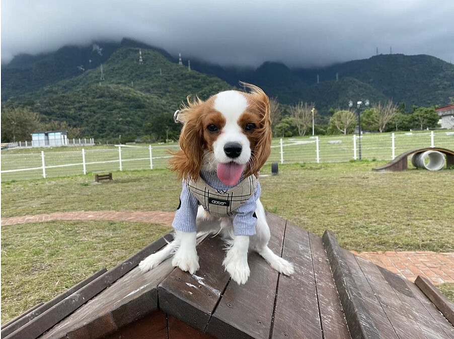 圖／IG@pupcakelevi