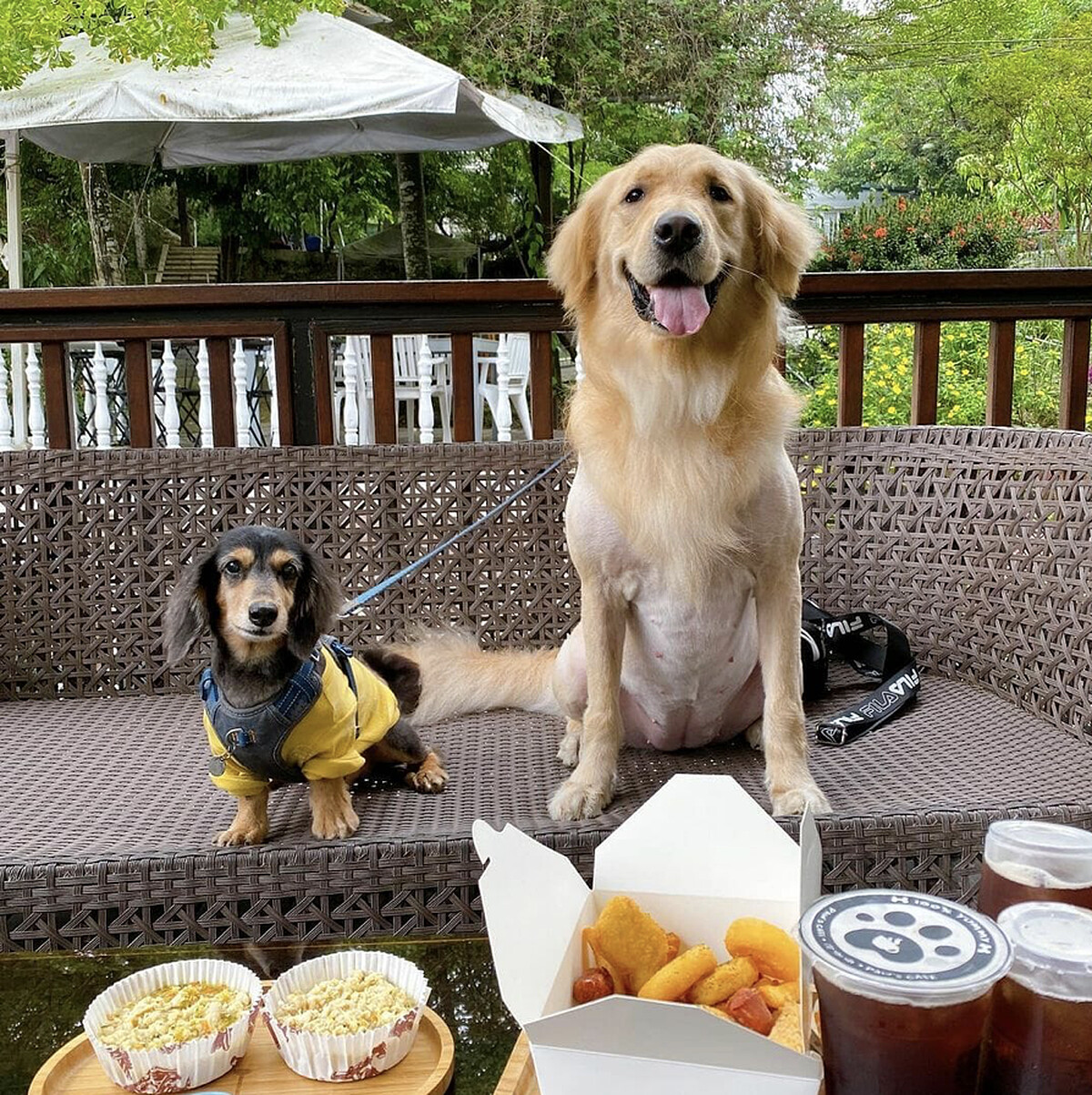 圖／IG@niko_jincai_boss