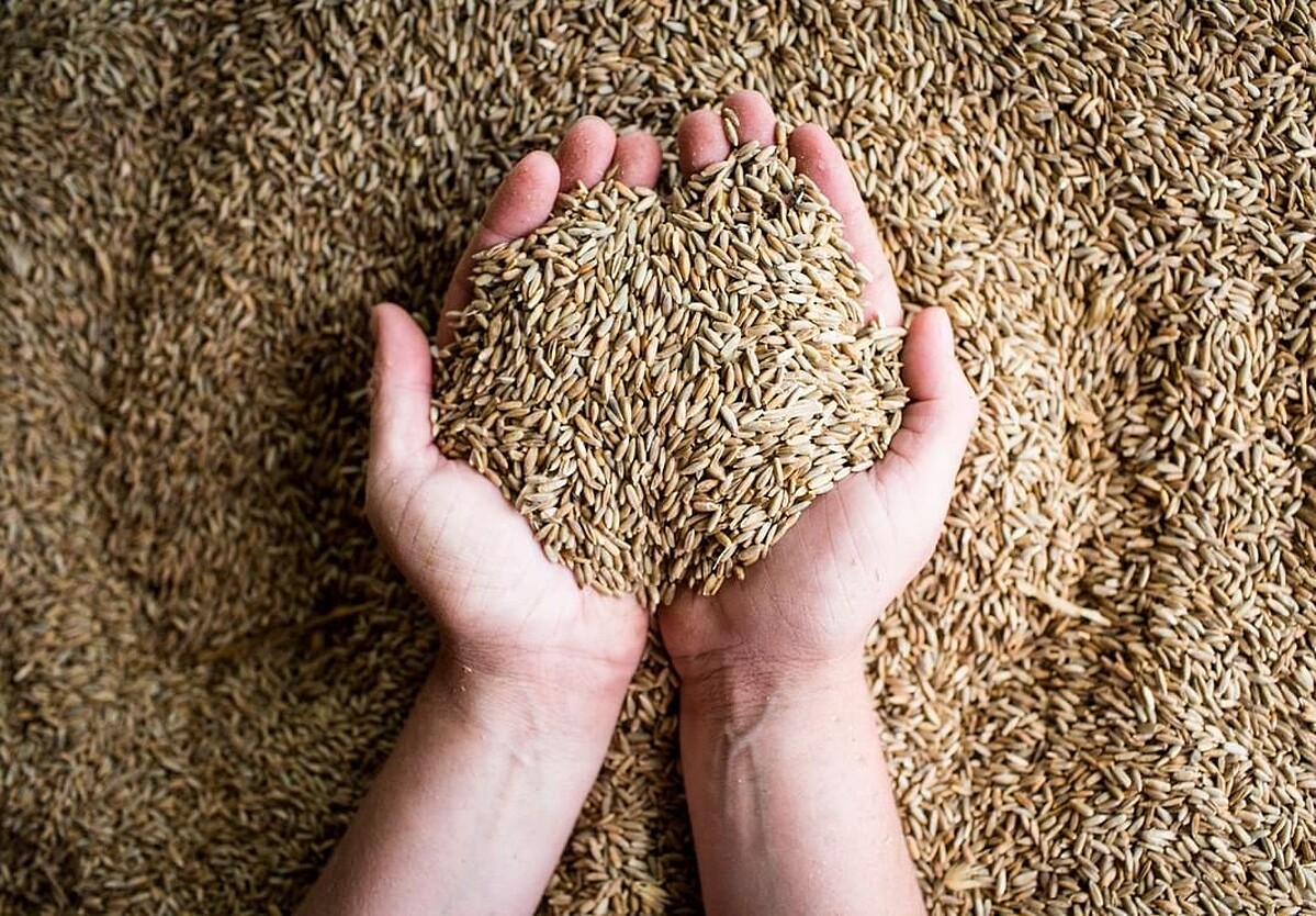 裸麥（Rye），它是一種在溫帶地區分布很廣的穀物，也能成為威士忌原料。