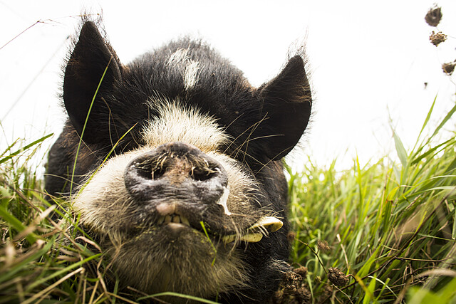 口哨豬「豬」長 - 小莫蒂默（Mortimer Jr.）。