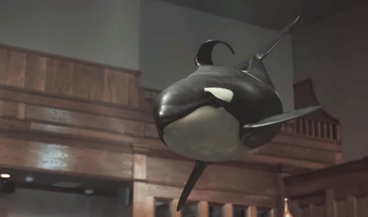 虎鯨畫面非常療癒