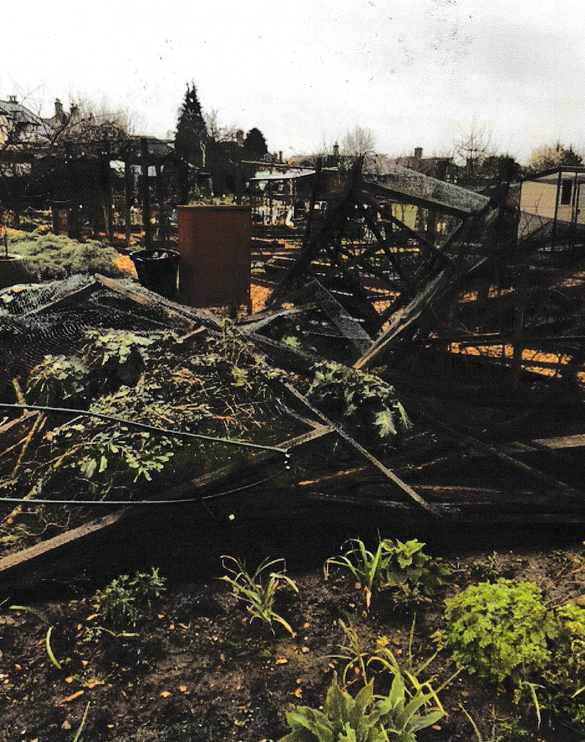 曹先生提供的照片：被風摧毀的溫室