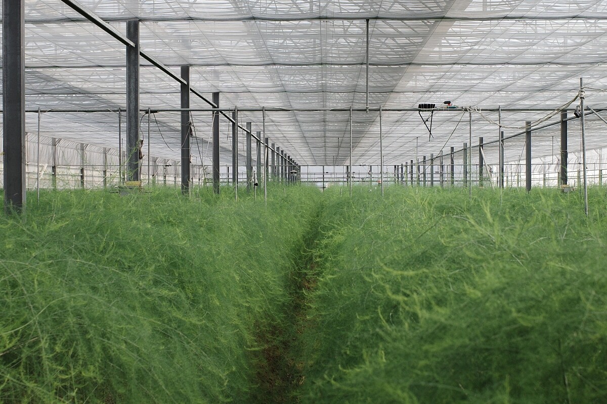 位於台南的「相交蘆筍」。