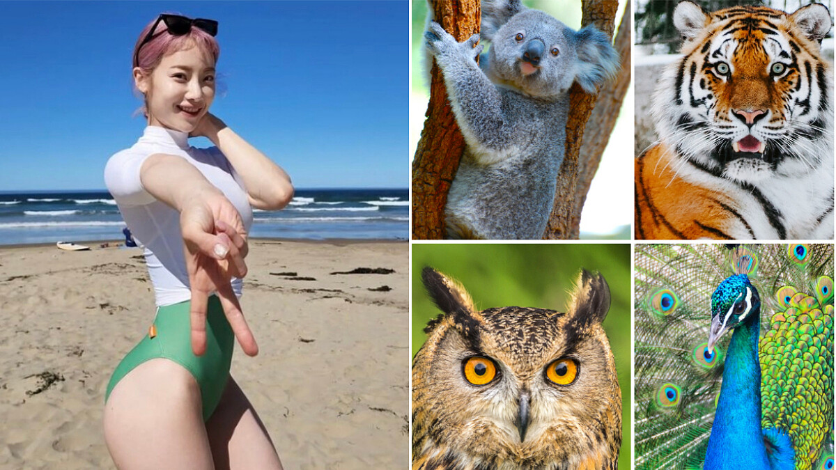 超神準心理測驗：從動物的個性選出最適合妳的瘦身運動！