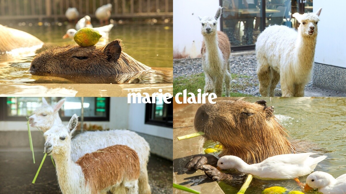 超可愛萌寵都能近距離互動!