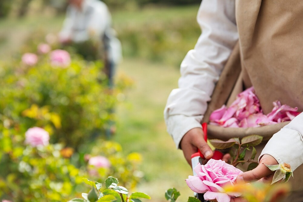 Jurlique茱莉蔻堅持傳統工法與純淨活機，造就經典花萃傳奇。