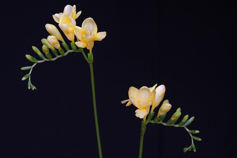 小蒼蘭(Photo by Pezibear on Pixabay)。