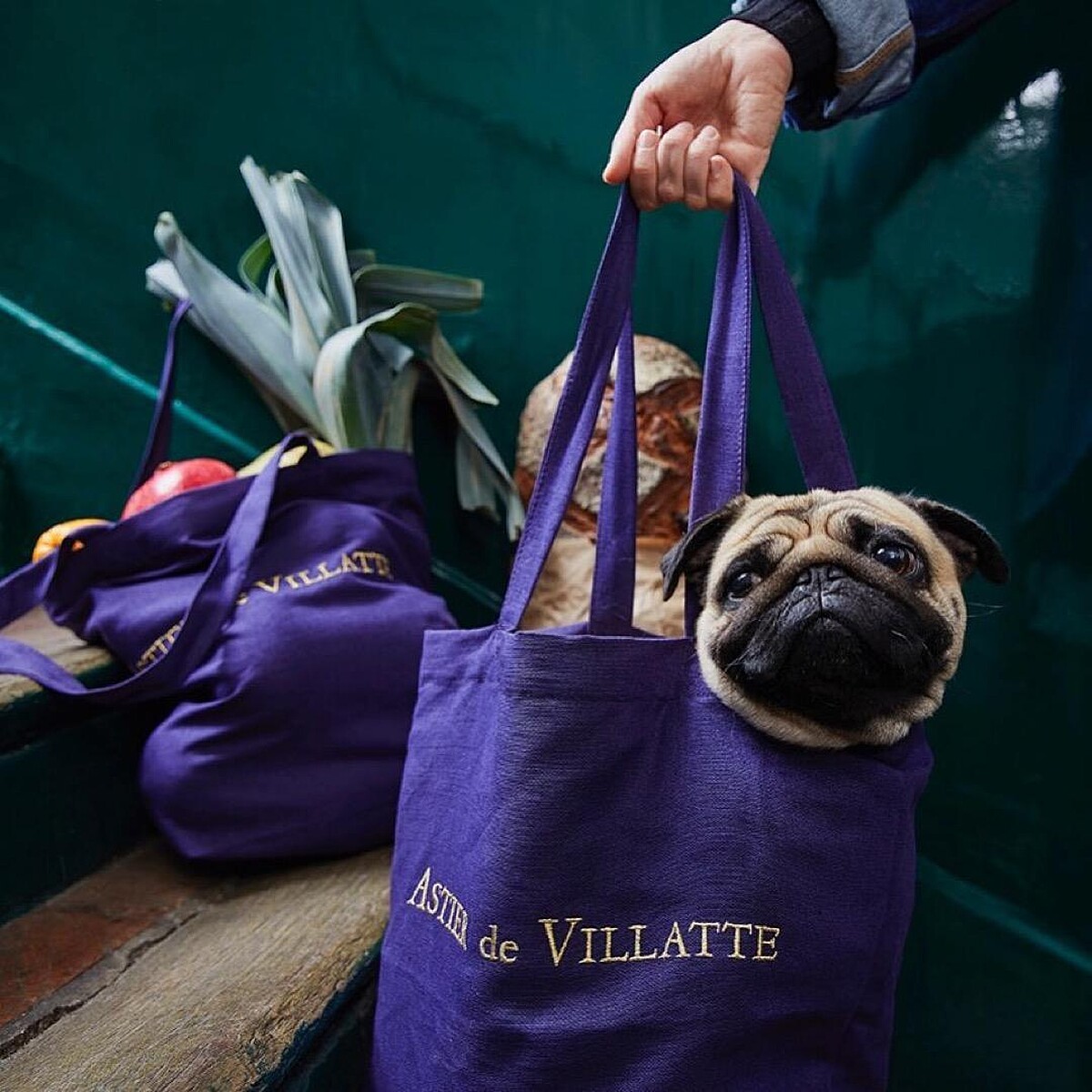 巴黎店可愛的店狗。