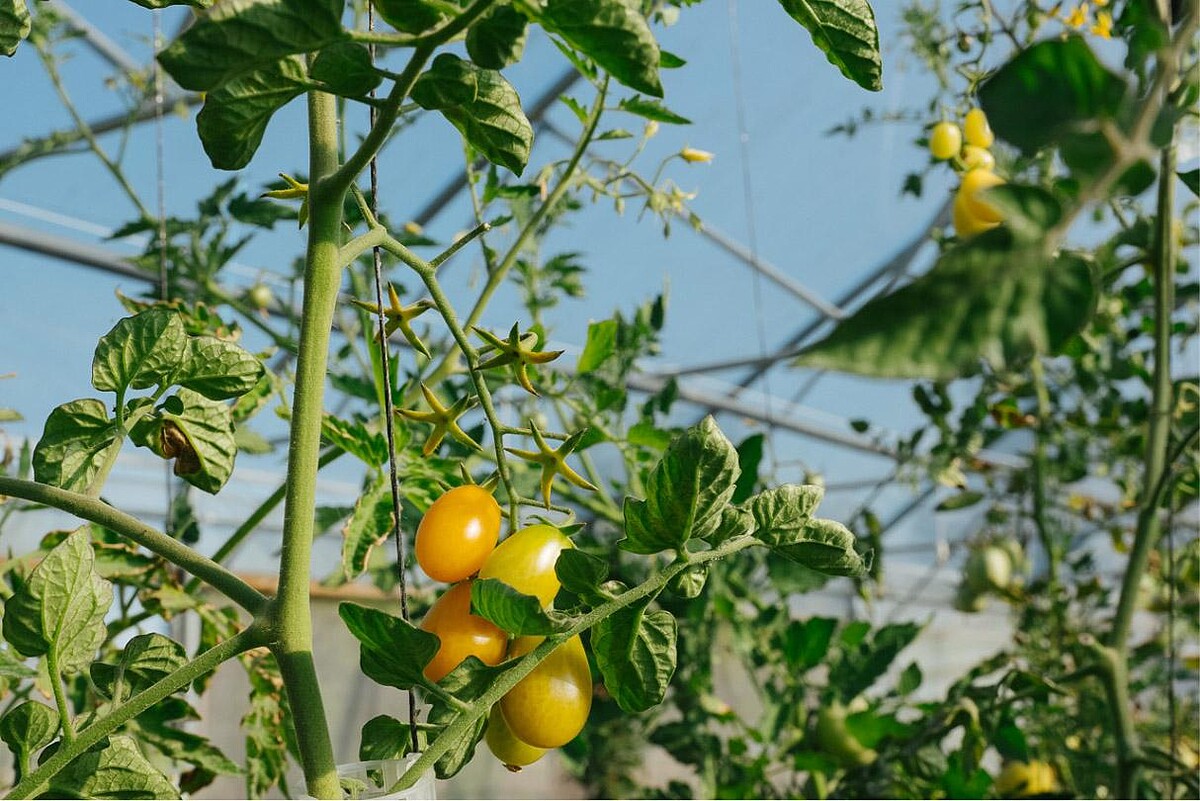 擁有三處菜園自給自足供應餐廳使用。