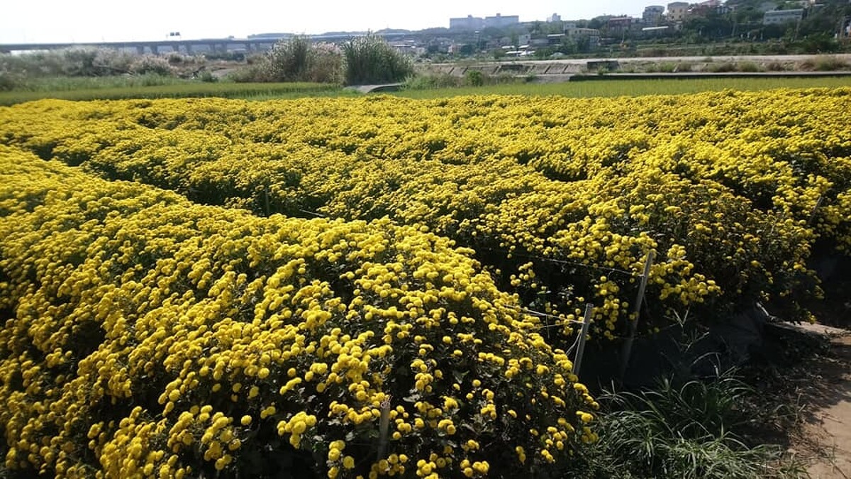 苗栗銅鑼的杭黃菊(Photo/麥浩斯出版社)。
