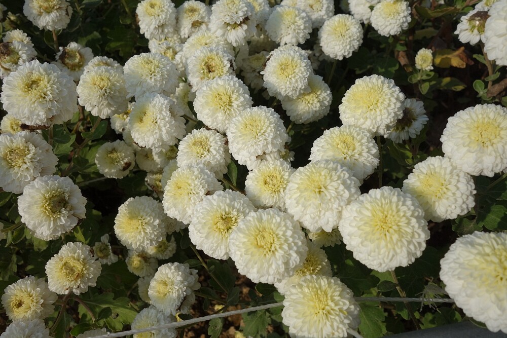 杭白菊(Photo/麥浩斯出版社)。