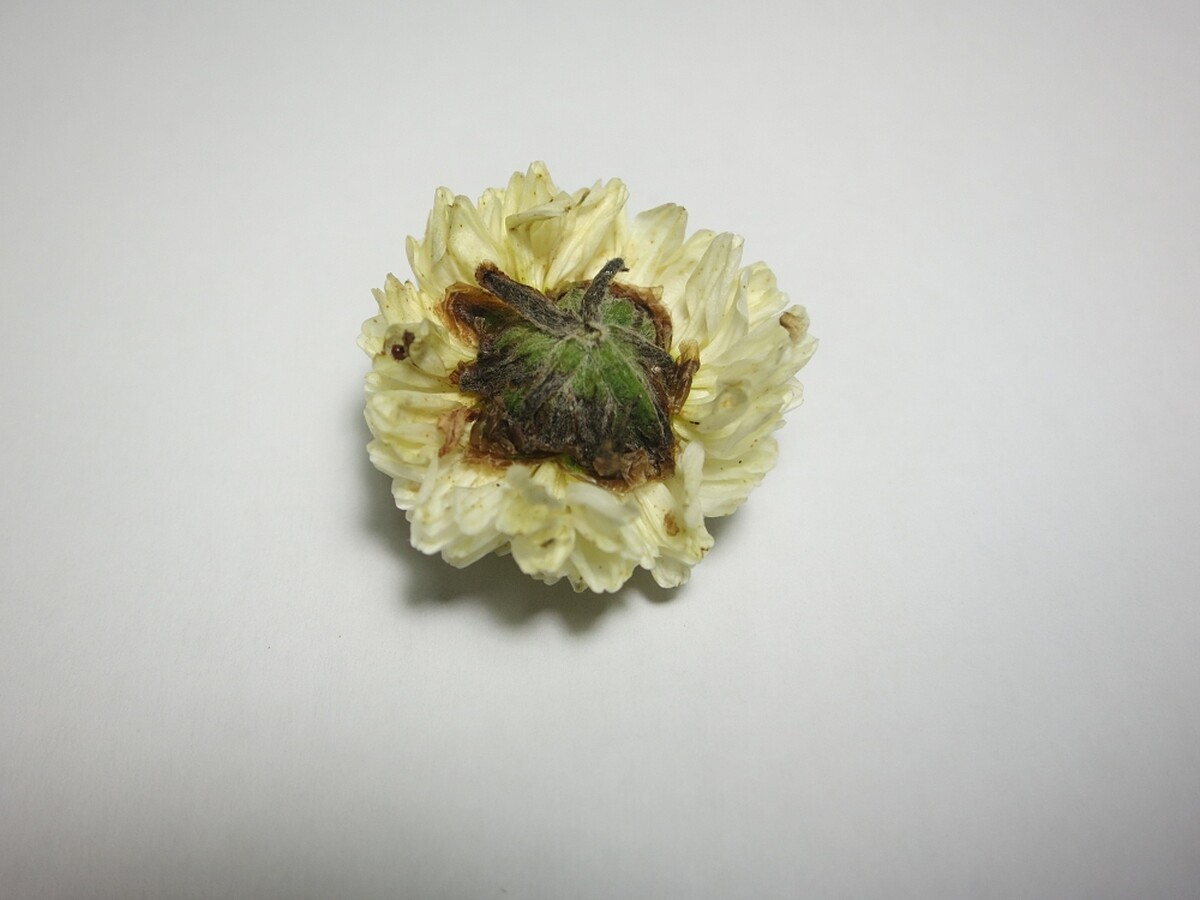 嬌小可愛，香氣迷人，功效強大的杭菊花(Photo/麥浩斯出版社)。