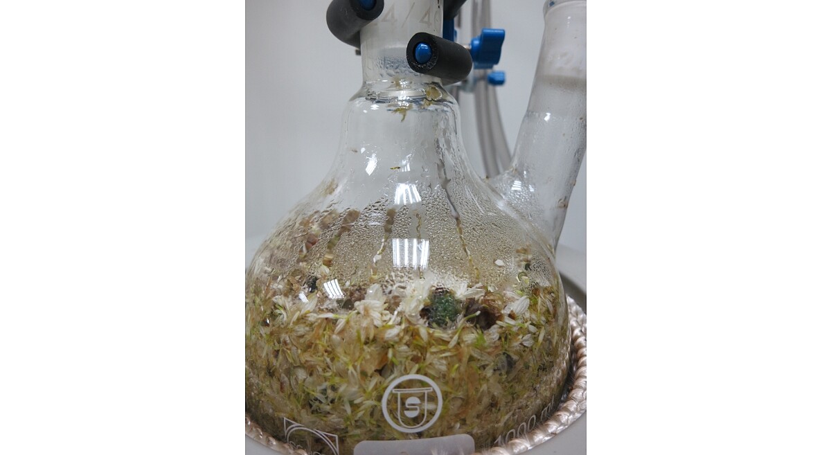 共水蒸餾中的杭菊花(Photo/麥浩斯出版社)。