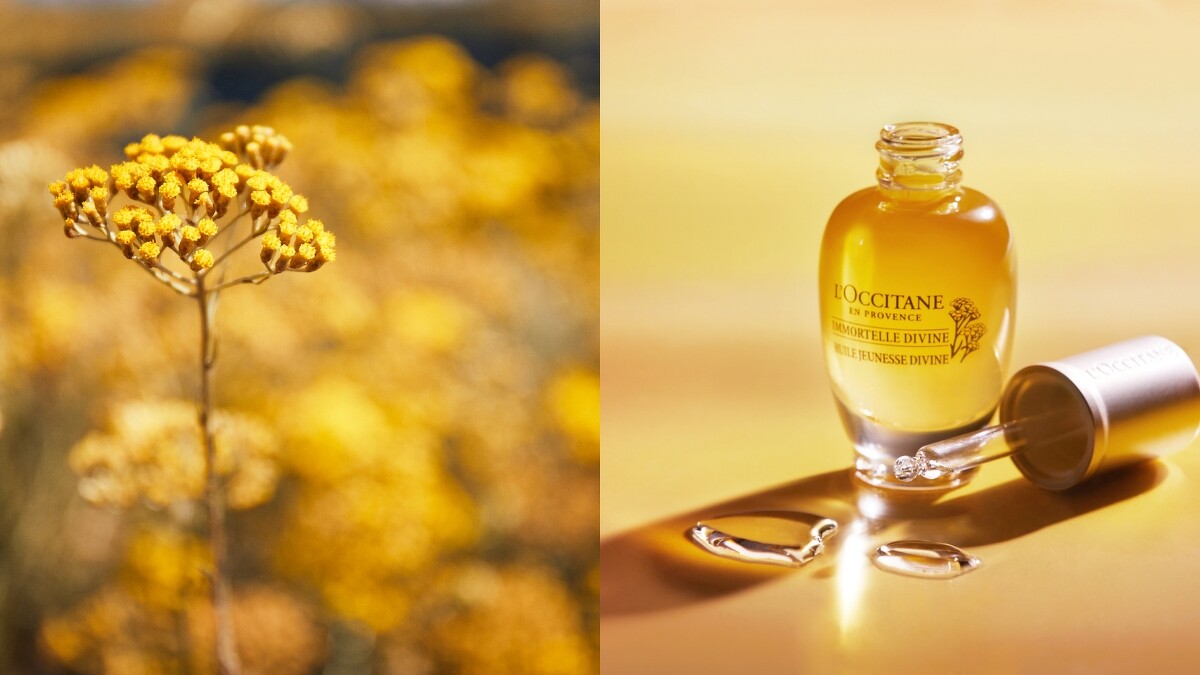 L&rsquo;OCCITANE歐舒丹蠟菊與蠟菊賦活極萃油情境照。