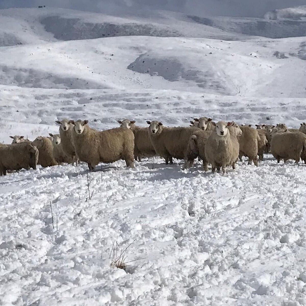 LUMINA 高地和羊飼養於極冷與極熱的嚴峻高地氣候之中。