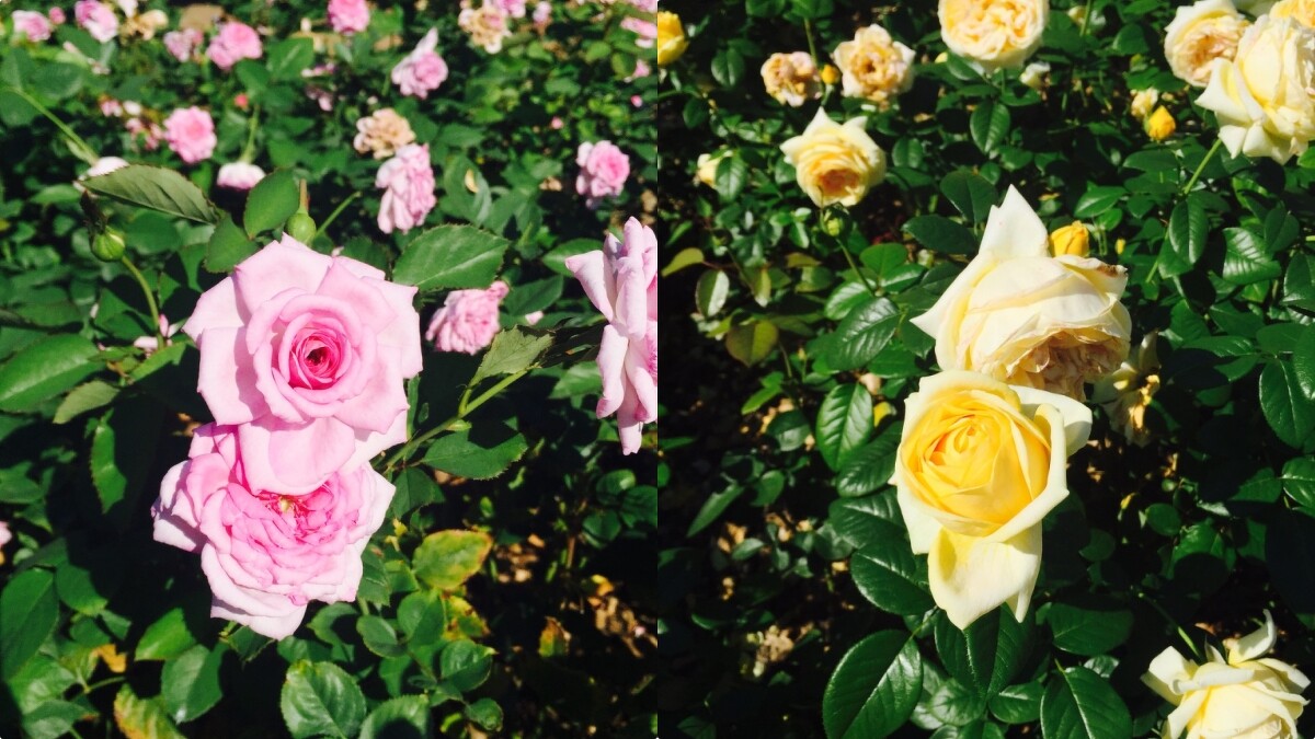 韓國首爾奧林匹克公園玫瑰廣場。