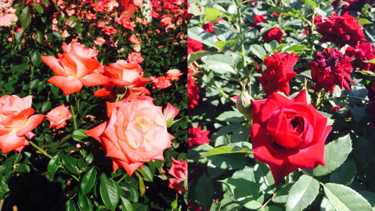 韓國首爾奧林匹克公園玫瑰廣場。