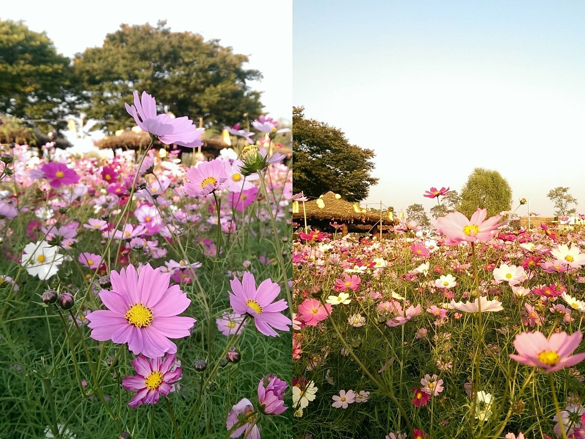 韓國首爾天空公園。