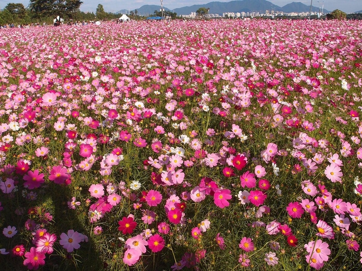 韓國首爾近郊的九里市民公園。