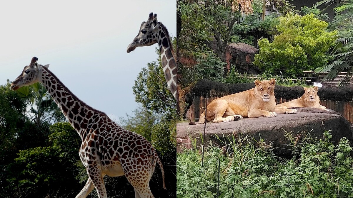 Photo／/www.tennojizoo.jp