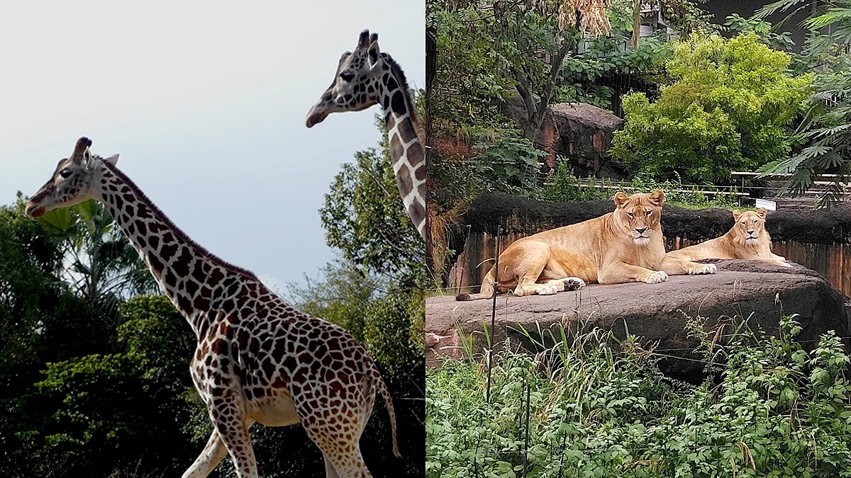 Photo／/www.tennojizoo.jp