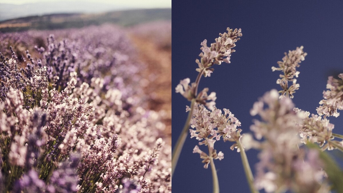 (左)南法普羅旺斯薰衣草花田交織白紫色情境、(右)L'OCCITANE歐舒丹白薰衣草。