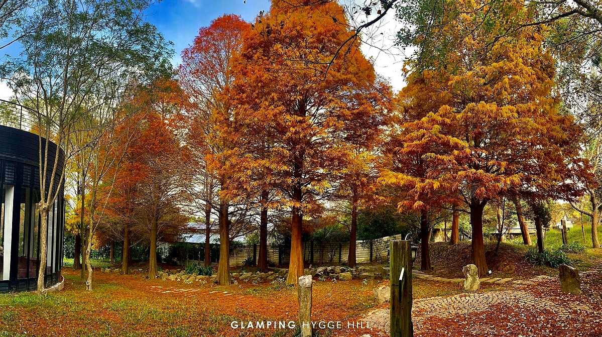 秋天更會有「落羽松」登場