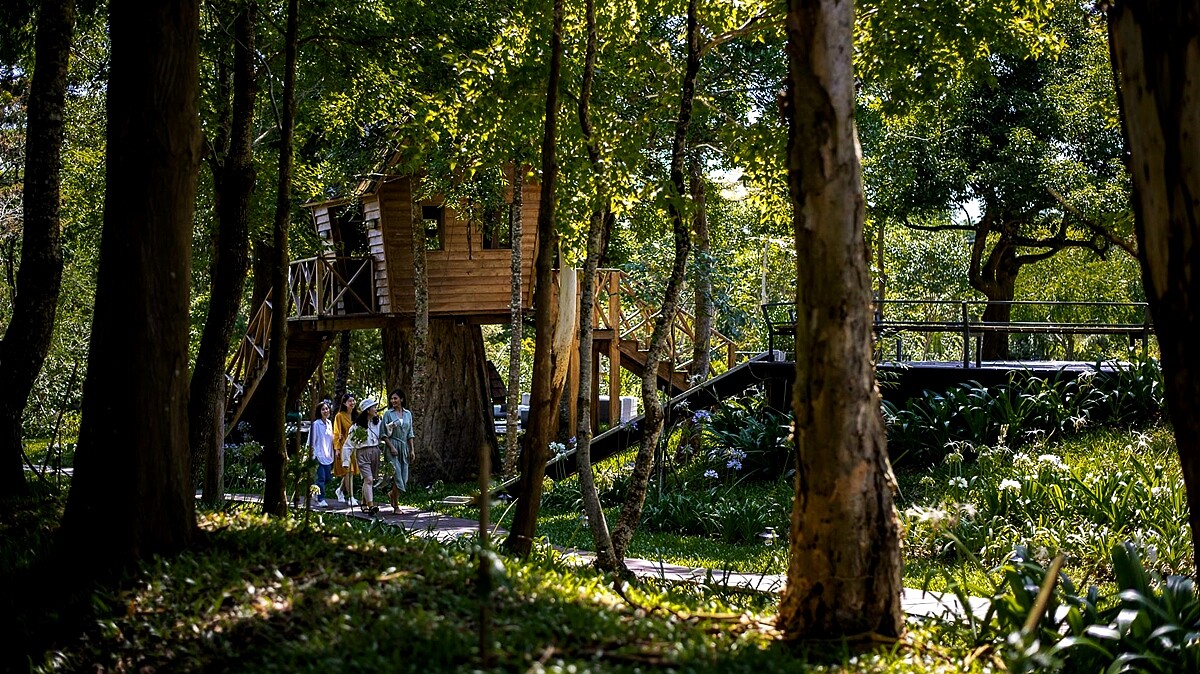 樹齡500年的樹屋