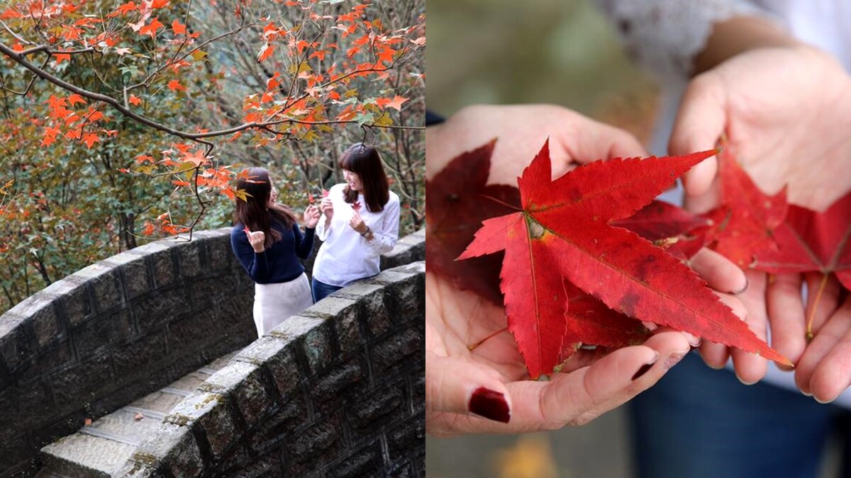 汐止拱北殿 Photo／賞花快報