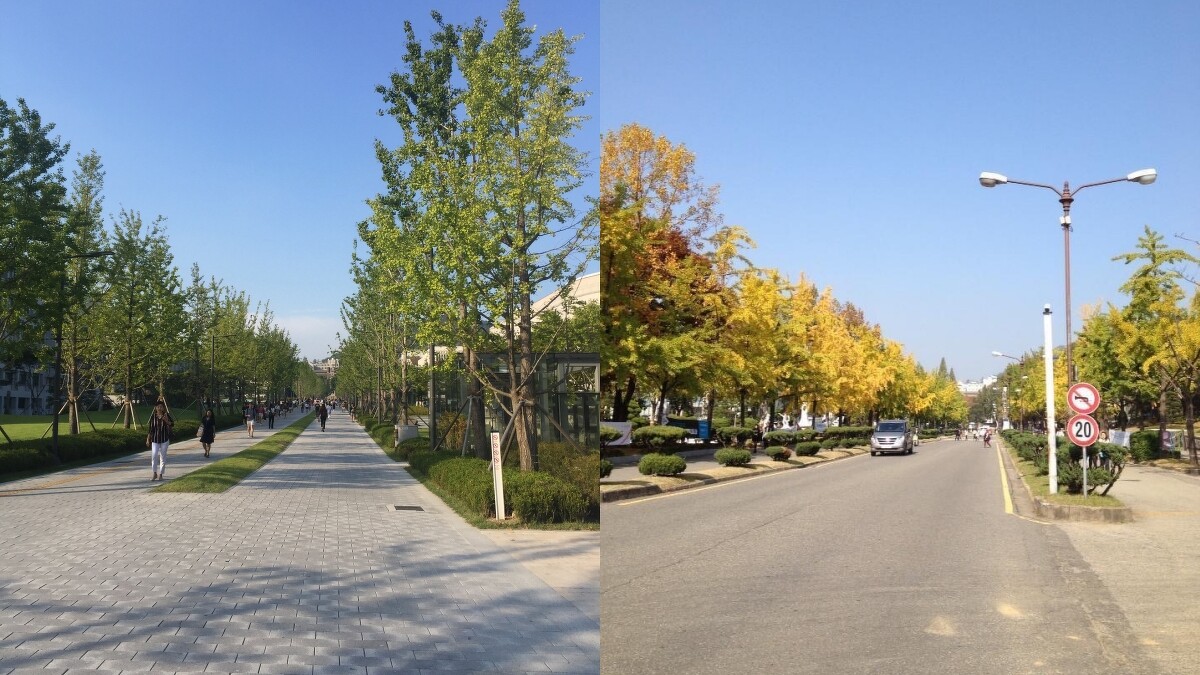 (左)延世大學白楊路尚未變黃的樣子、(右)延世大學白楊路。