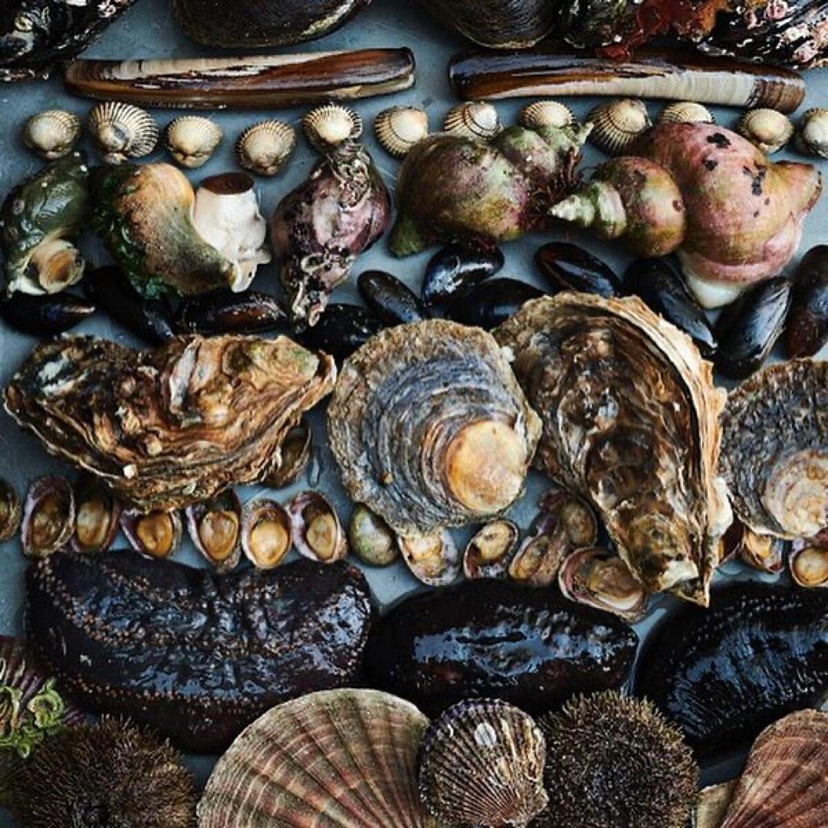 Noma 講究北歐自然且獨特的食材。